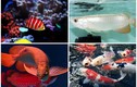 5 loại cá cảnh “huyền thoại” đắt nhất thế giới