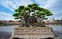 Cận cảnh siêu cây “dáng Rồng” đắt nhất Việt Nam 