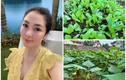 Biệt thự ngập cây trái của “Hoa hậu bí ẩn nhất Việt Nam“