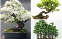 Chiêm ngưỡng loạt bonsai độc đáo, đẹp đến say lòng 