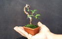 Ngắm bonsai siêu tí hon khiến người chơi “say đắm“