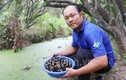 Đào rãnh nuôi ốc đặc sản, anh nông dân bán 120.000 đồng/kg