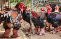 Tận mục giống gà đắt nhất Việt Nam: đi tất, nằm đèn hồng ngoại