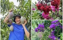 Xuýt xoa khu vườn ngập hoa thơm trái ngọt 10.000m2 của Mỹ Lệ 