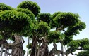 Cây dại thành bonsai dáng cực đẹp, tiền tỷ cũng khó mua