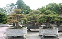 Mục sở thị vườn bonsai cực phẩm của đại gia Thái Nguyên 