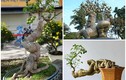 Ngắm loạt cóc bonsai kỳ quái đẹp đến mê mẩn 