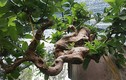 Ngắm ổi bonsai mọc ngược đại gia trả gần 1 tỷ chủ không bán 