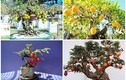 10 cây ăn quả lên chậu thành bonsai “đẹp say lòng” 