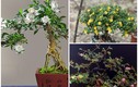 Cây dại bờ suối lên đời thành bonsai giúp người dân hốt bạc