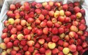 Táo cherry Trung Quốc “đội lốt” Hàn Quốc, Australia