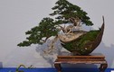 10 tác phẩm bonsai độc đáo và đẹp nhất hành tinh 