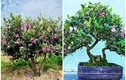 Cây dại mọc bìa rừng bất ngờ lên chậu thành bonsai tiền triệu