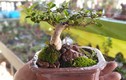 Bộ sưu tập bonsai mini kỷ lục thế giới của lão nông Nha Trang