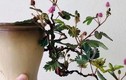 Ngỡ ngàng cây mọc bờ ruộng lên đời thành bonsai đắt đỏ