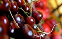 Cherry Úc 2 triệu đồng/kg vẫn “cháy hàng” trước Tết