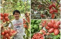 Đã mắt khu vườn trĩu quả tại quê nhà của ca sĩ Trọng Tấn