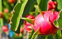 Tận thấy loại quả lật đổ sầu riêng, soán ngôi “vua trái cây Việt“