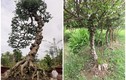 Tận thấy loài cây nổi u cục khắp thân giúp nông dân “hốt bạc“