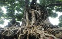 “Sững sờ” sanh cổ bằng 2 biệt thự của đại gia Hà Nội 