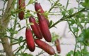 Tận mục giống chanh lạ 3 triệu đồng/kg gây sốt thị trường
