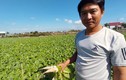 Nông dân làng rau lớn nhất Ninh Thuận tất bật chuẩn bị cho vụ Tết