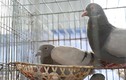 Nông dân Hải Phòng làm giàu từ nuôi chim bồ câu Pháp