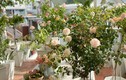 Vườn hoa hồng đẹp mê trên sân thượng của mẹ đảm TP HCM