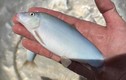 Cá heo nước ngọt- đặc sản miền Tây rớt giá, chỉ từ 300.000 đồng/kg