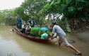 Mưa ngập, người dân bãi giữa sông Hồng phải đi lại bằng thuyền