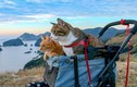 Ghen tỵ với 2 chú mèo du lịch khắp Nhật Bản cùng ông chủ doanh nhân