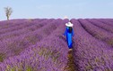 “Lịm tim” trước cánh đồng hoa oải hương đẹp không góc chết ở Pháp