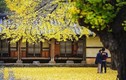 Bí quyết du lịch Hàn Quốc mùa thu, chìm đắm trong thiên đường lãng mạn