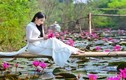 Rủ nhau check in mùa hoa súng nhuộm hồng suối Yến chùa Hương 