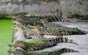 Hình ảnh khủng khiếp trong trại nuôi hàng nghìn con cá sấu ở Sài Gòn 
