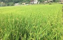 Thái Nguyên: Đầu tư dự án nhà ở trên nền hiện trạng 4,9ha đất lúa