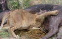 Clip: Tham ăn, vua sư tử kẹt cả đầu trong bụng trâu rừng