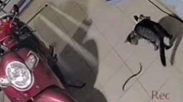 Clip: Mèo thông minh dụ rắn ra khỏi nhà để bảo vệ chủ