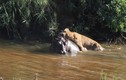 Clip: Sư tử cái truy sát hà mã dưới nước