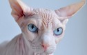Mèo “không lông” giá 3.000 USD... hút hồn dân chơi Việt