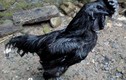 Dân chơi “sốt” gà đen tuyền giá 2.500 USD/con