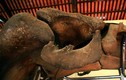 Choáng ngợp bộ xương 200 tuổi lớn nhất ĐNA của Việt Nam