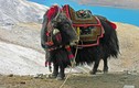 20 sự thật bất ngờ về xứ sở Tây Tạng (2) 