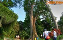 Zoom cây xà cừ 150 tuổi khổng lồ nhất Việt Nam