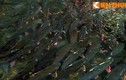Hình ảnh khó tin ở suối cá thần nổi tiếng nhất VN