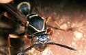6 côn trùng nguy hiểm chết người đẫy rẫy ở VN mùa mưa
