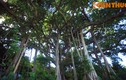Zoom cây cổ thụ 800 tuổi khủng bậc nhất Việt Nam 