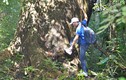 Cây cổ thụ quý xanh tươi suốt 7 thế kỷ ở rừng Cát Tiên 