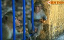 Độc đáo khu rừng nguyên sinh đầy khỉ giữa phố thị VN