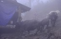 Cảnh người dân Sa Pa vất vả lùa gia súc đi tránh tuyết rơi